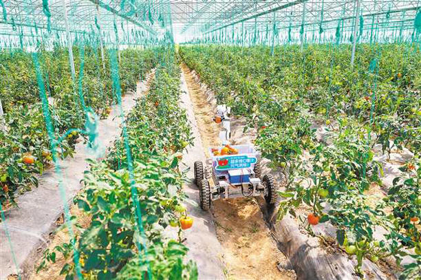 AI机器人陪你摘番茄(图1)