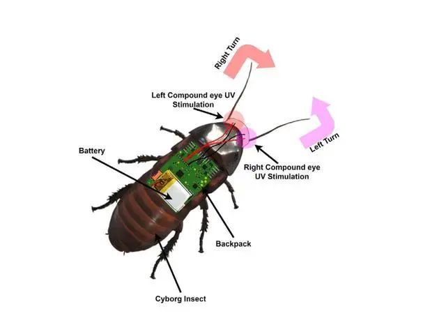 机器人蟑螂现在可以用紫外线护目镜来操控(图2)