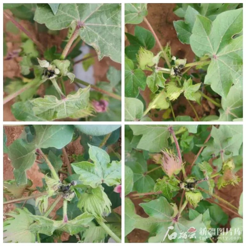 全球首款棉花激光打顶机器人！新疆制造！(图4)