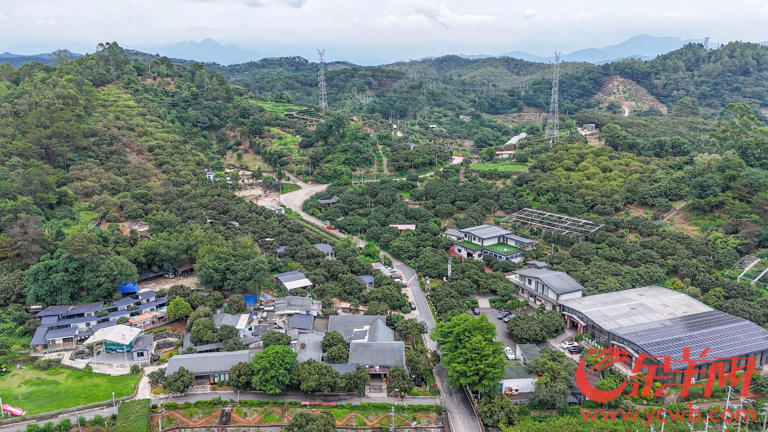 荔枝采摘机器人的背后：科技重塑荔枝产业的经济逻辑(图1)