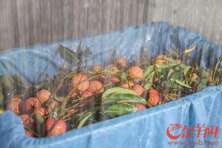 荔枝采摘机器人的背后：科技重塑荔枝产业的经济逻辑(图5)