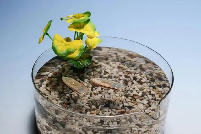 可食用水生机器人最后可被鱼类食用 完全无废物残留(图1)