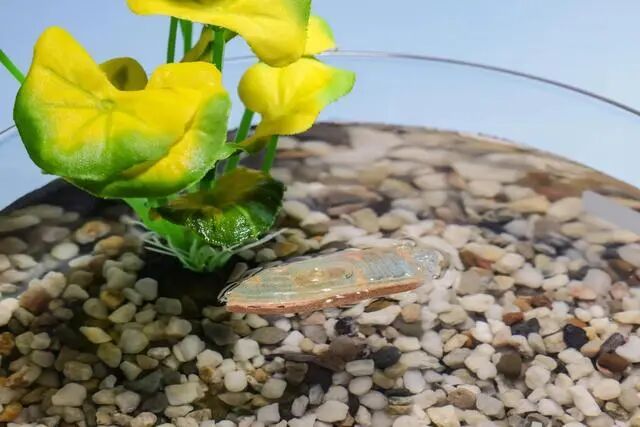 可食用水生机器人最后可被鱼类食用 完全无废物残留(图2)