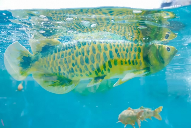 智能软体仿生观赏鱼“金鳞”亮相，在水族馆、公园有望“以假乱真”(图1)