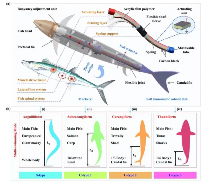 沈阳自动化所水下仿生游动机器人研究取得进展(图1)