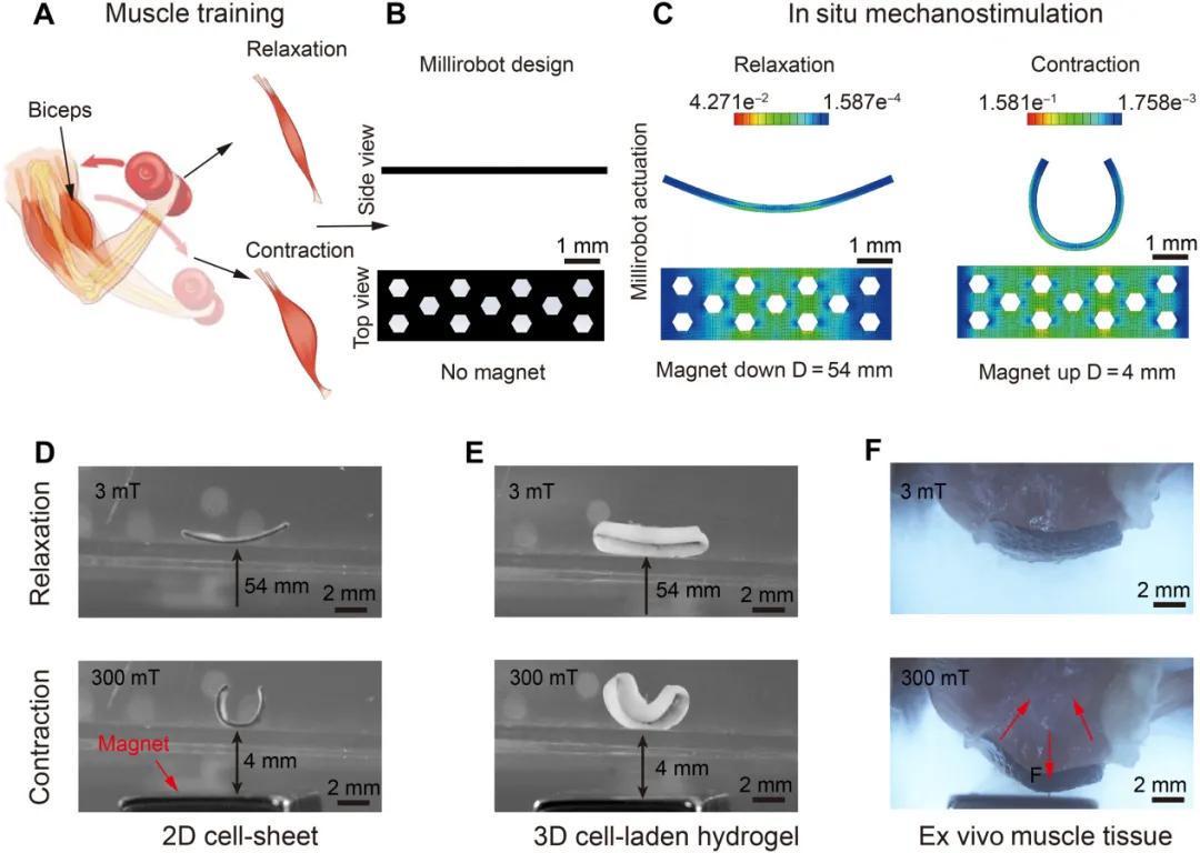 细胞快递员兼私人教练？浙大等团队打造会健身的生物混合软体微型机器人(图2)