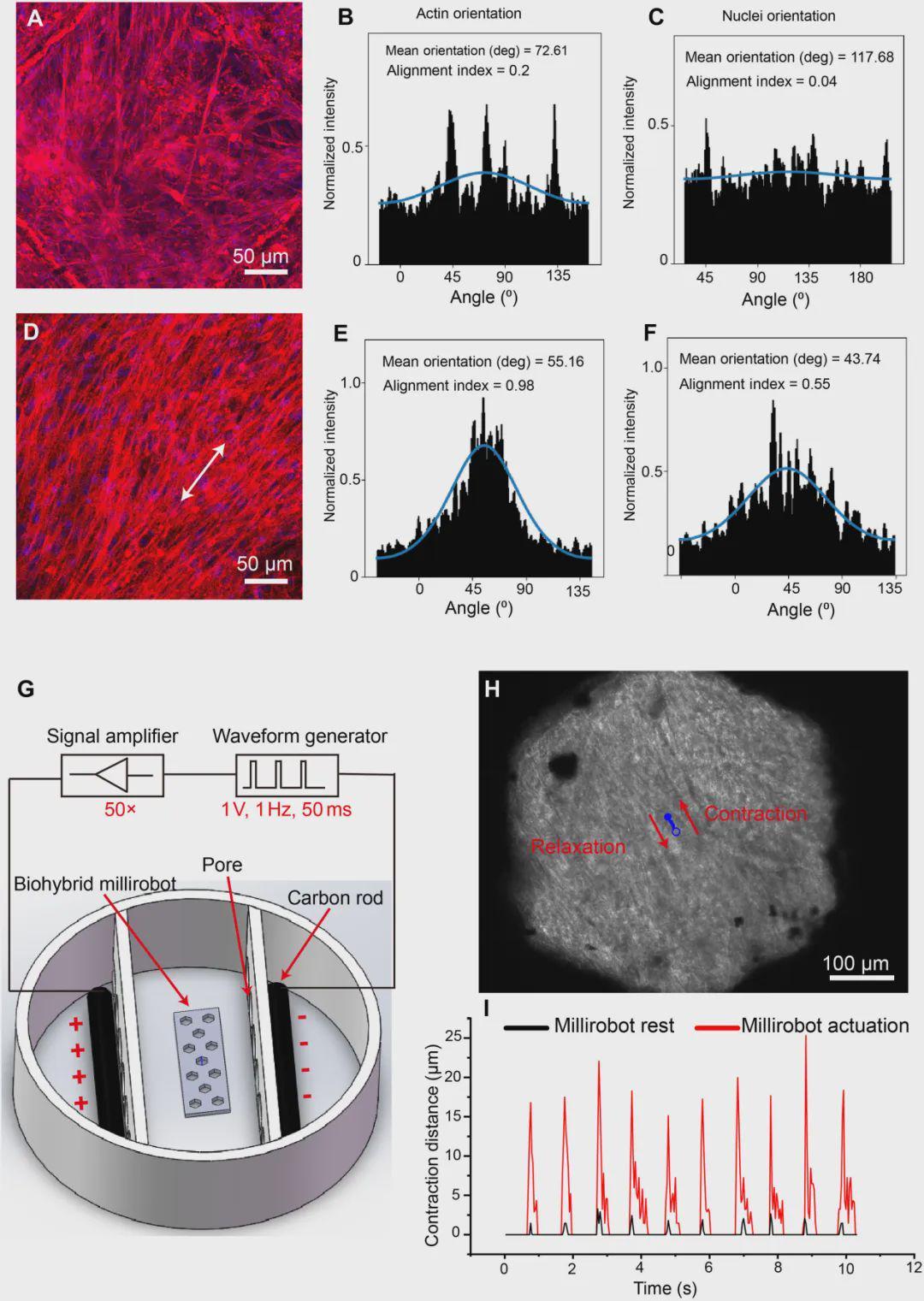 细胞快递员兼私人教练？浙大等团队打造会健身的生物混合软体微型机器人(图4)