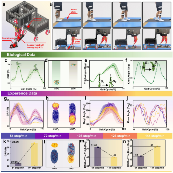  摆脱关节电机依赖！长春工业大学研究团队提出新型仿生腿式机器人，实现无电机膝关节切换！(图6)
