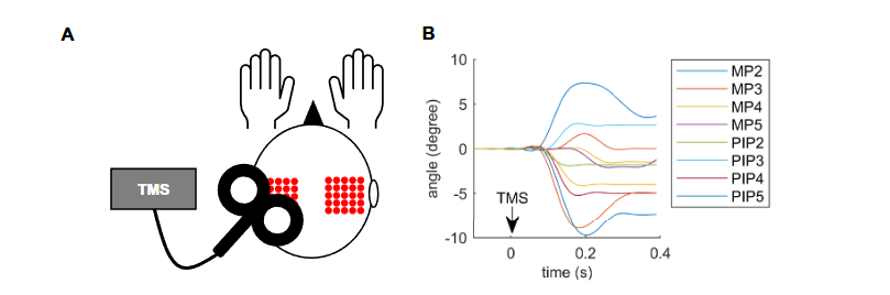  突破技能天花板！Science Robotics最新封面：外骨骼“外挂”让手指“起飞”(图9)