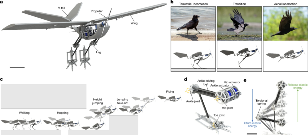  Nature发表！洛桑联邦理工学院×加州大学联合推出双足类鸟空中机器人RAVEN，集行走、跳跃、越障与跳跃起飞技能于一身！(图4)