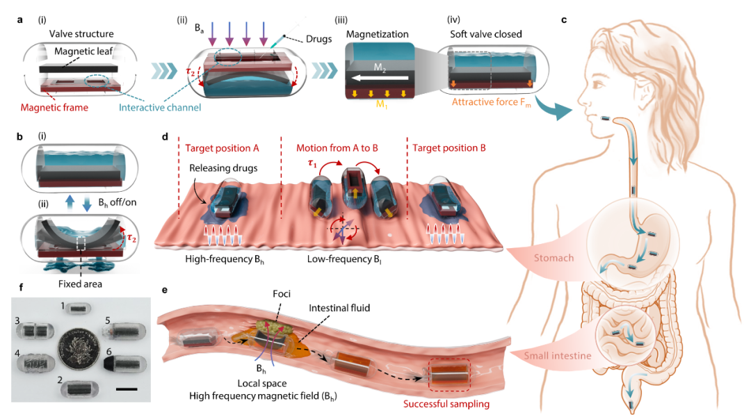 多模态响应与功能集成！华中科技大学微型磁控胶囊机器人登上《Nature Communications》！(图1)