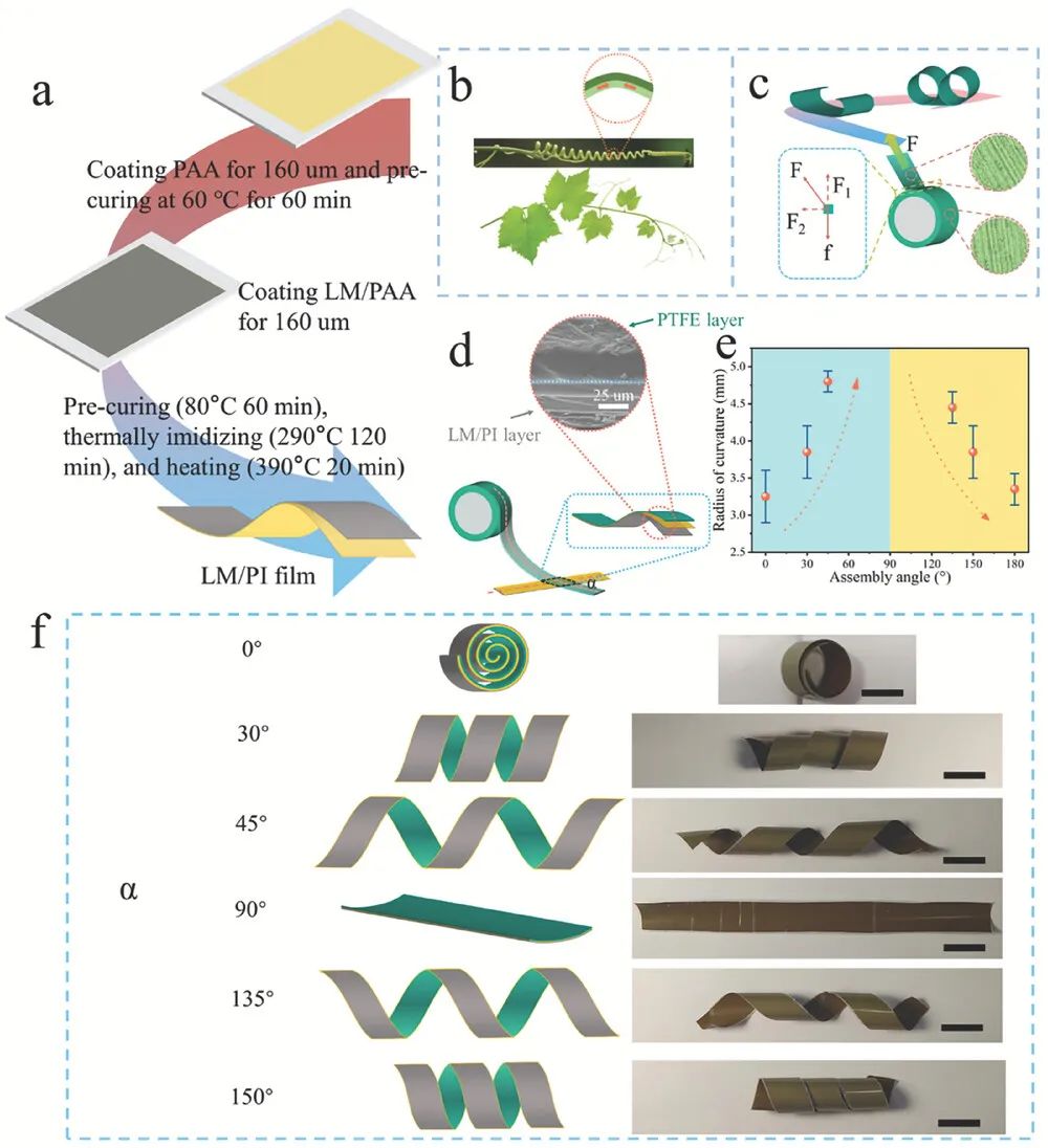 中科院最新研究成果 受植物卷须启发 利用液态金属打造可编程光热执行器(图2)
