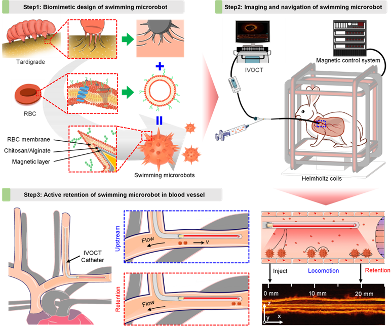 哈工大微纳机器人登【Science】子刊并入选【Nature】研究亮点，在血液里“跑得快”“停得住”！(图1)