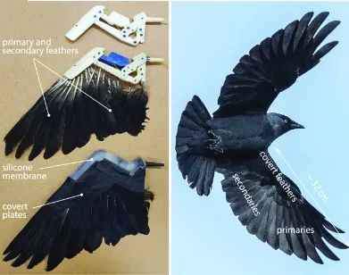 重大发现！仿生扑翼机破解飞行之谜：翅膀折叠和倾斜动作大大提升空气动力学效率！(图2)