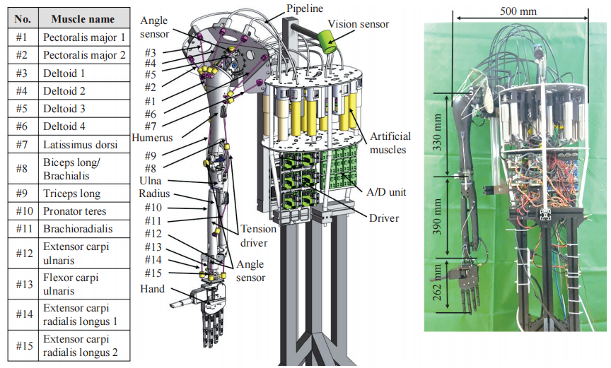中科院乔红院士团队最新研究 | 类脑智能机器人：理论分析与系统应用(图5)